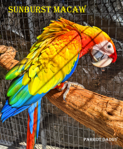 The first ever Hybrid SunBurst Macaw photo produced by ParrotDaddy.com