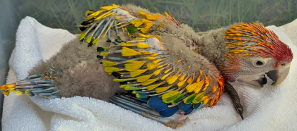 SunBurst Macaw Hybrid photo produced by ParrotDaddy.com